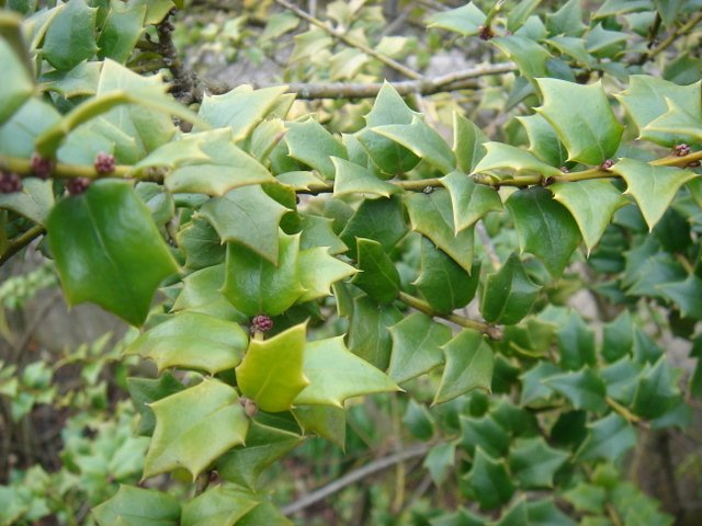 Ilex pernyi P1D